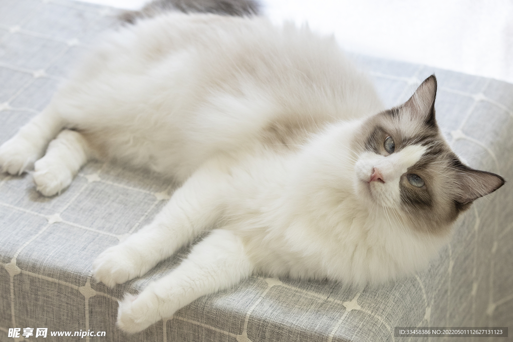猫 