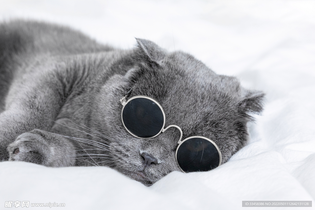 猫 