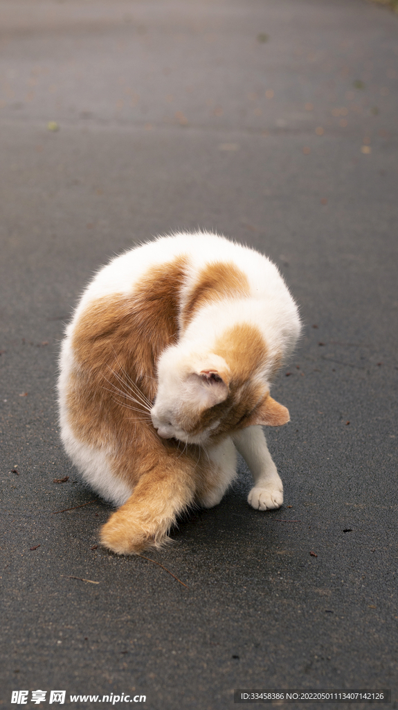 猫 