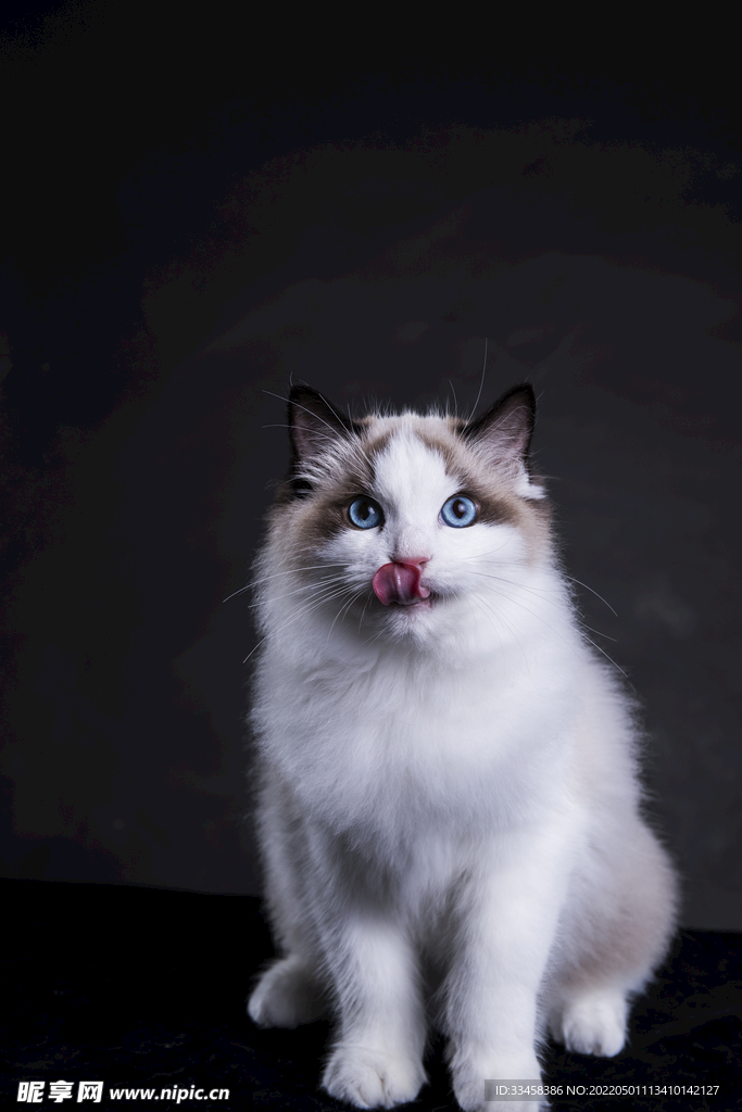 猫 