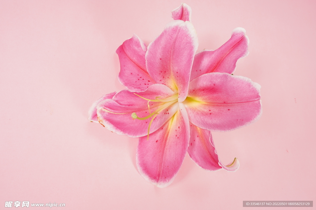 粉色百合花卉