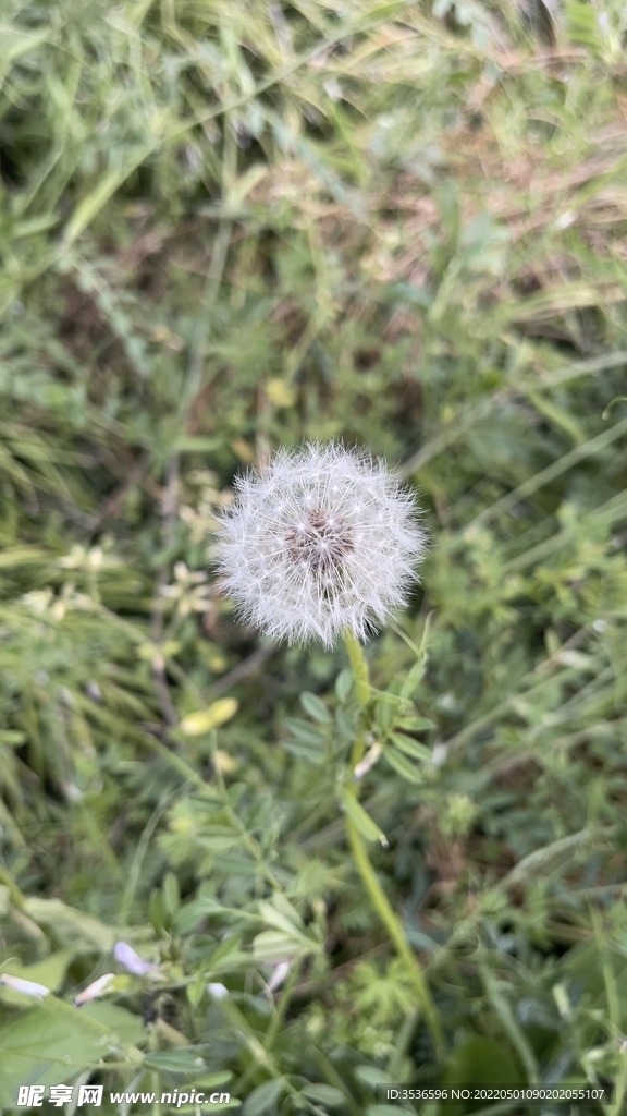 草丛里的蒲公英