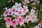 锦带花