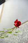 月季花