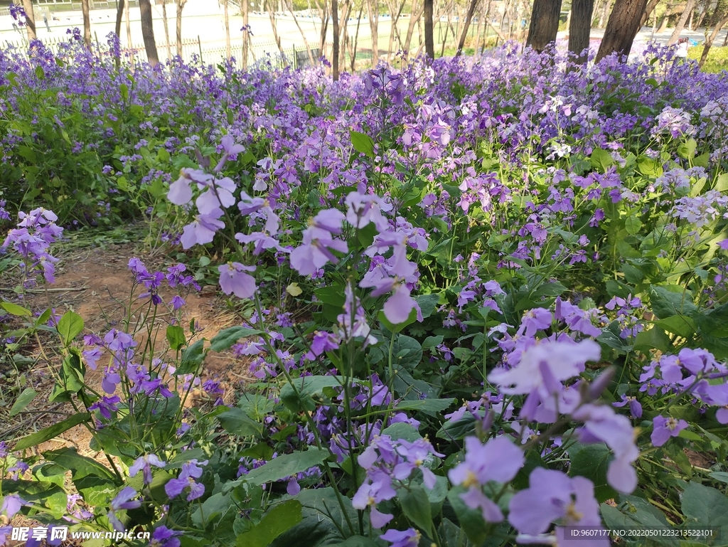 2022年5月鼎山公园花草地