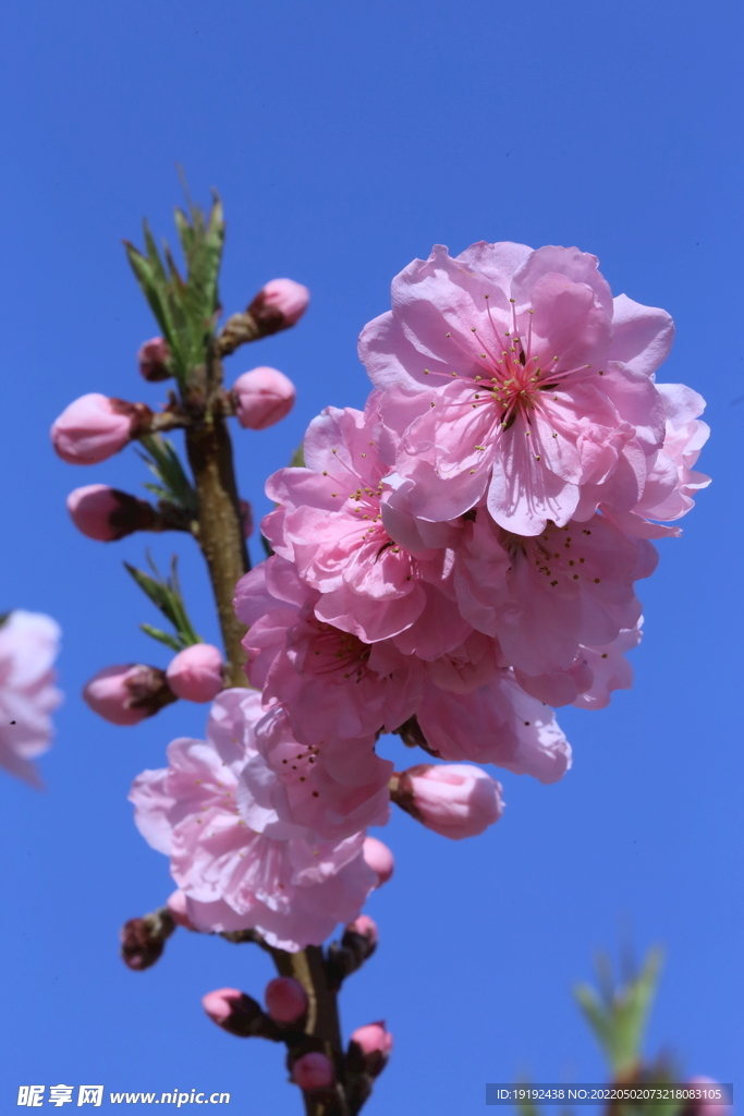 碧桃花 