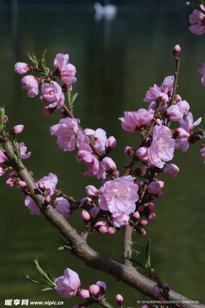 碧桃花