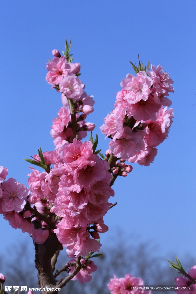 碧桃花