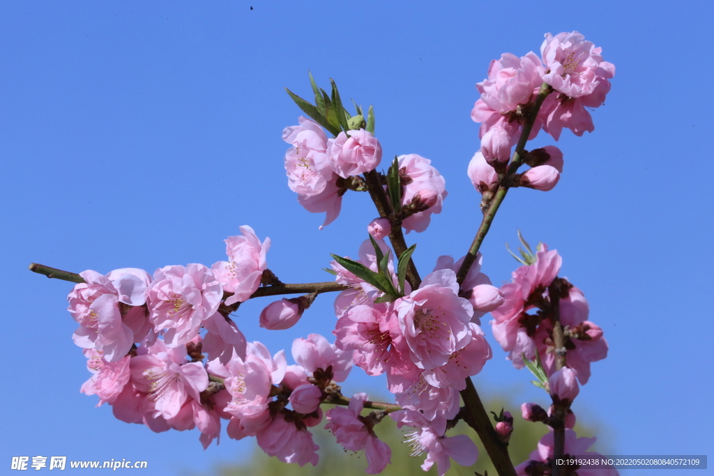 碧桃花 