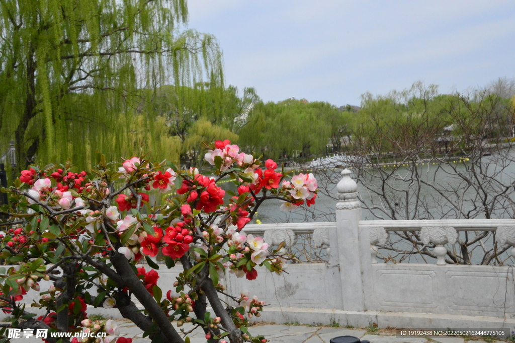 海棠花 