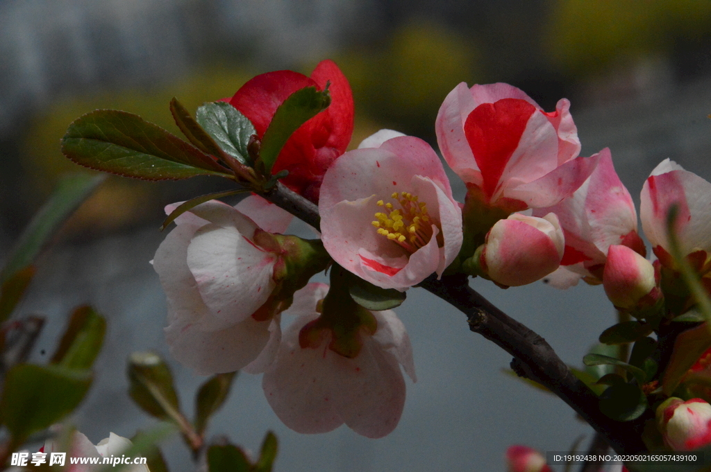 海棠花 