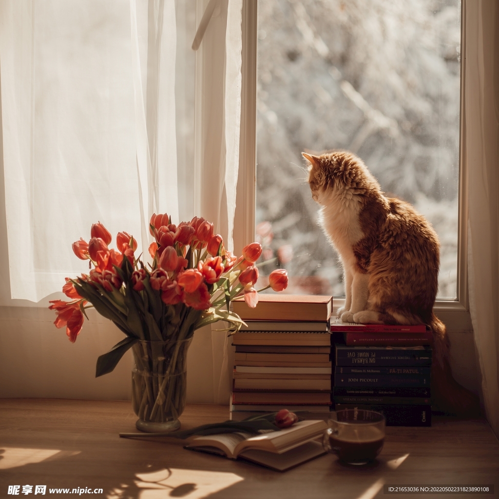 猫