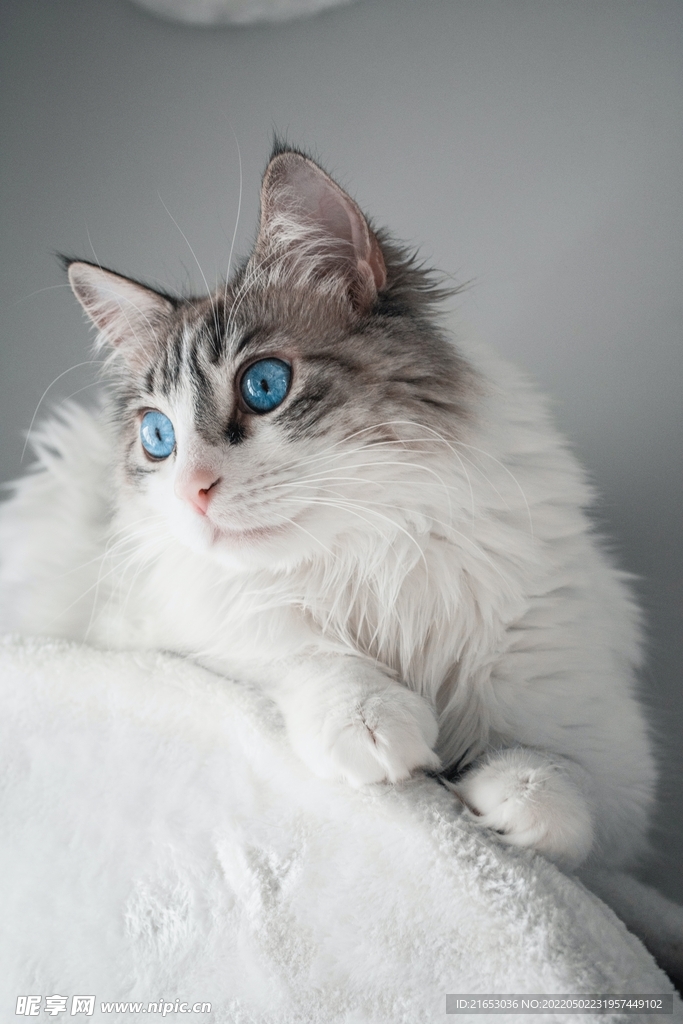 小猫