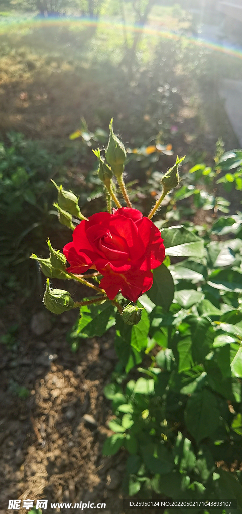  月季 月季花 花卉 