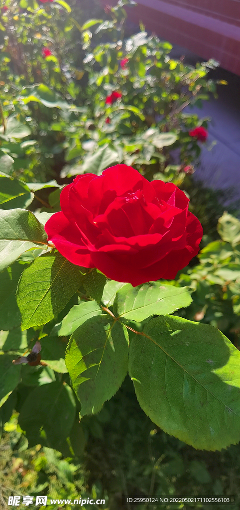 红色月季