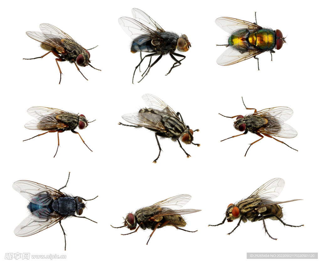 昆虫苍蝇图片桌面壁纸(5) - 25H.NET壁纸库