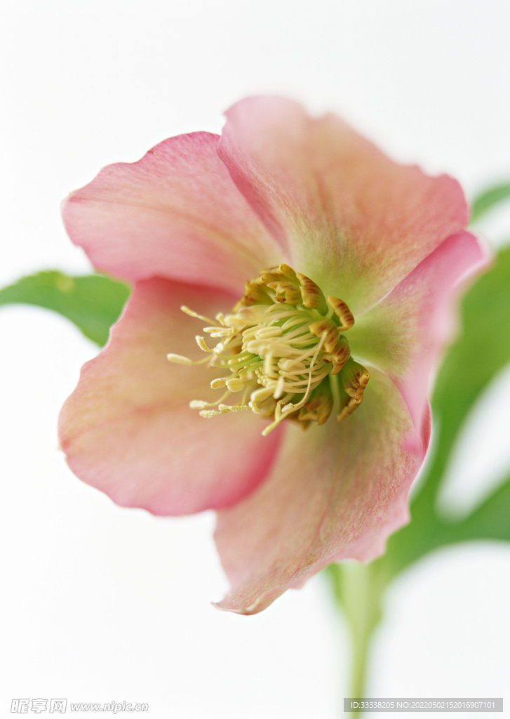 花卉