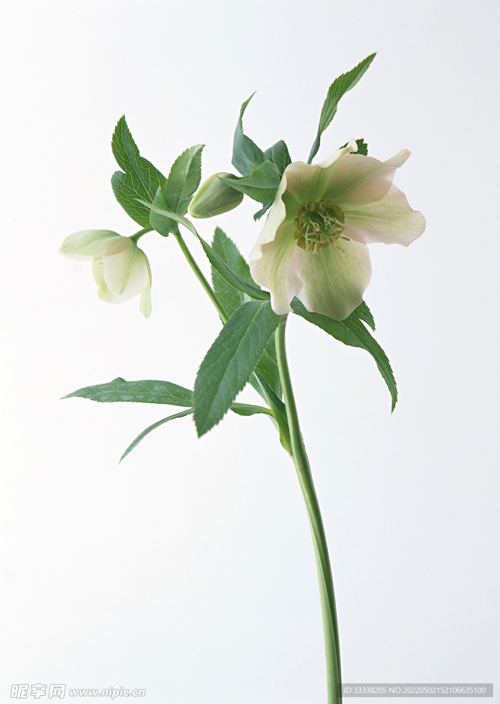 花卉