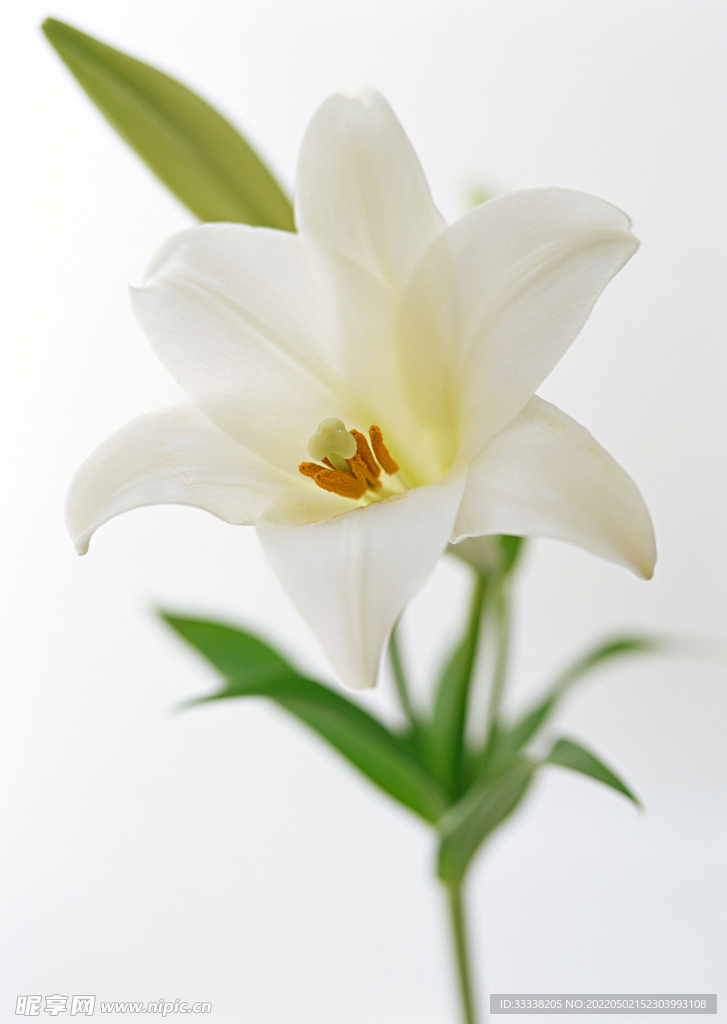 百合