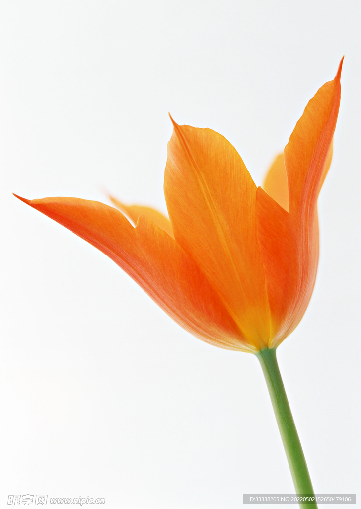 花卉