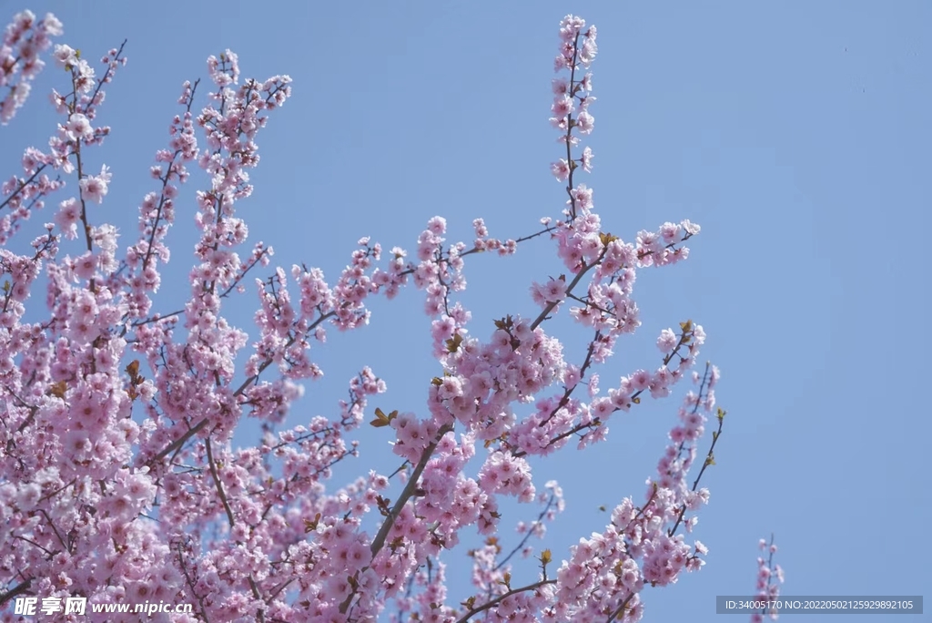 繁花