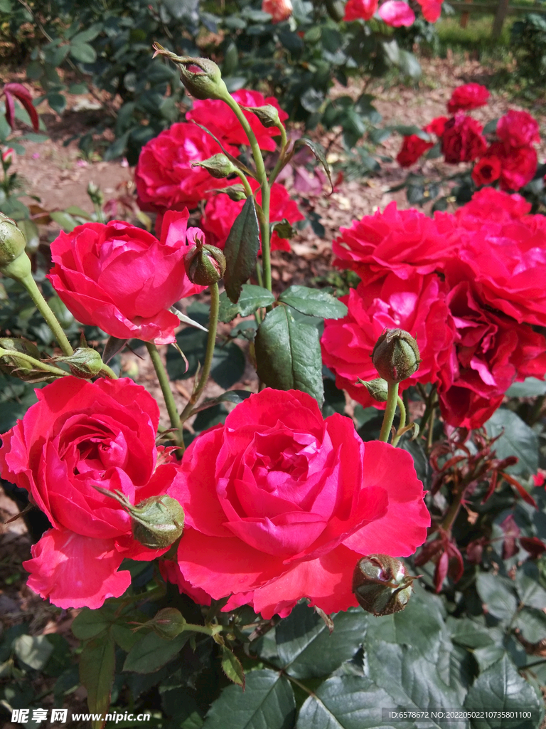 月季花