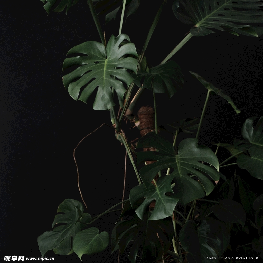 龟背竹