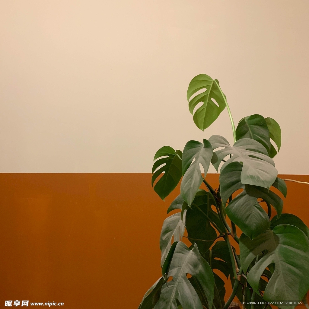 龟背竹