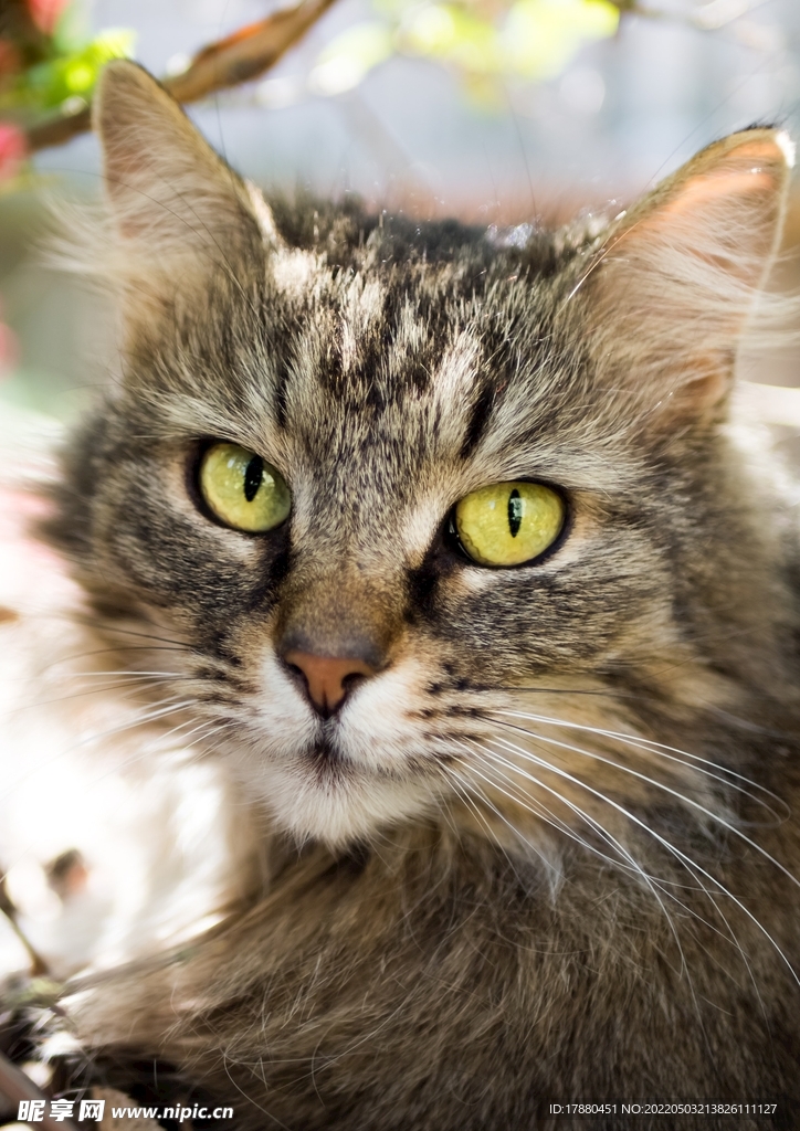 猫