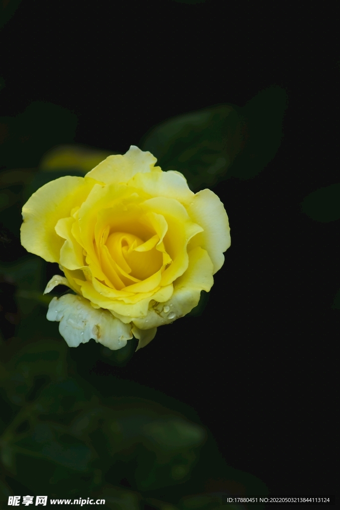 花卉