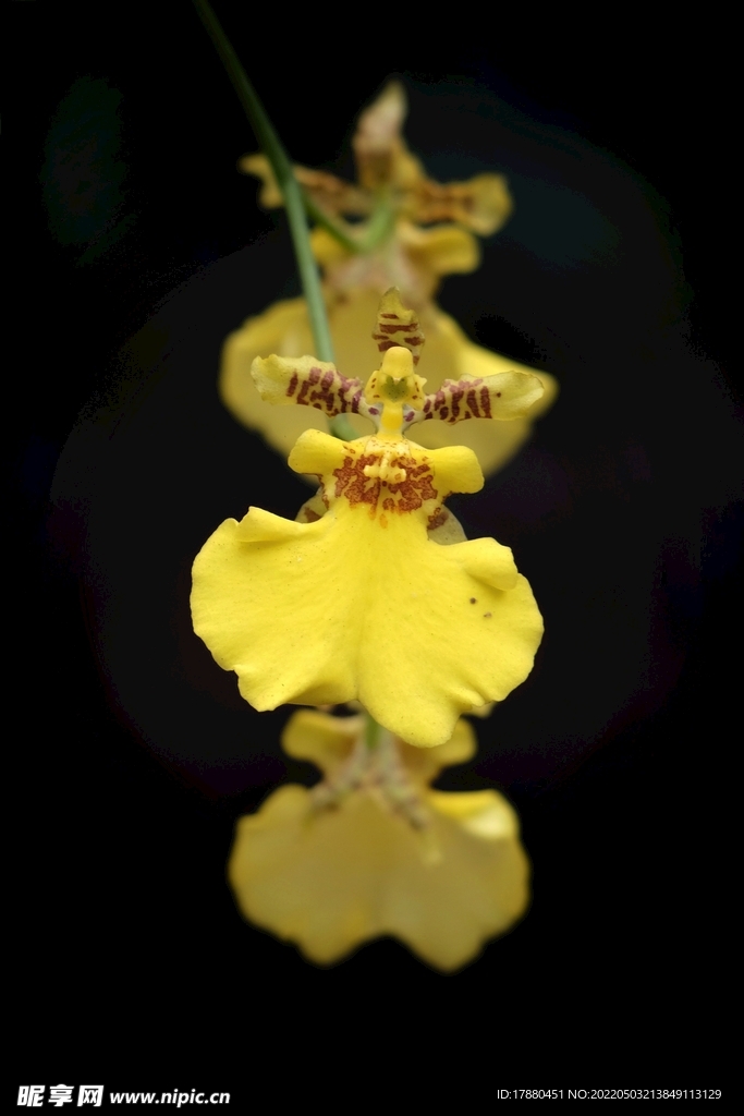 蝴蝶兰
