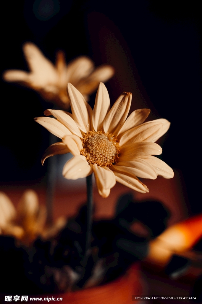 雏菊