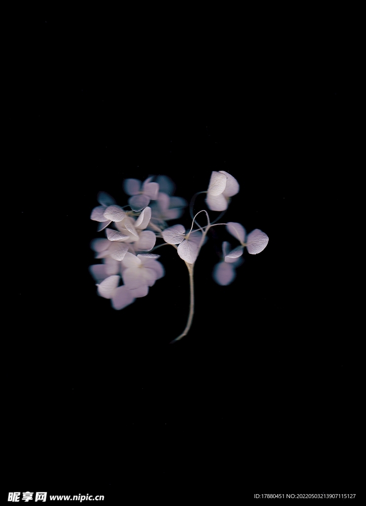花卉