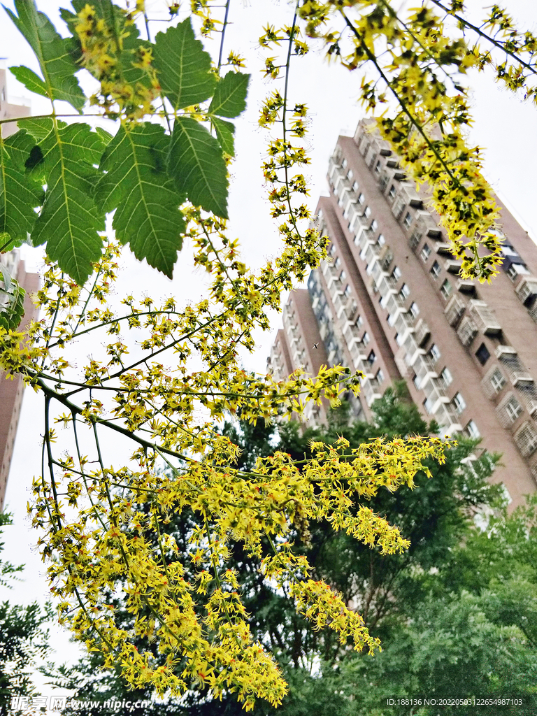 黄花 春花