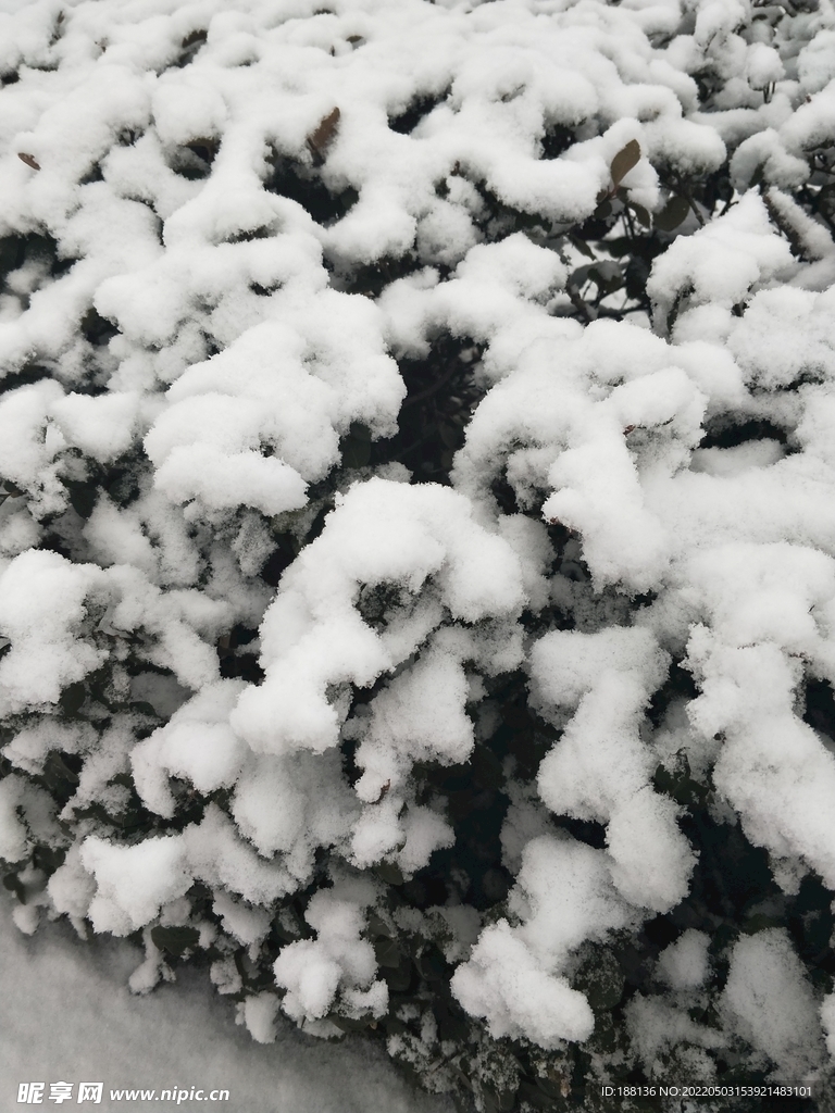 冬天雪景 下雪长青灌木