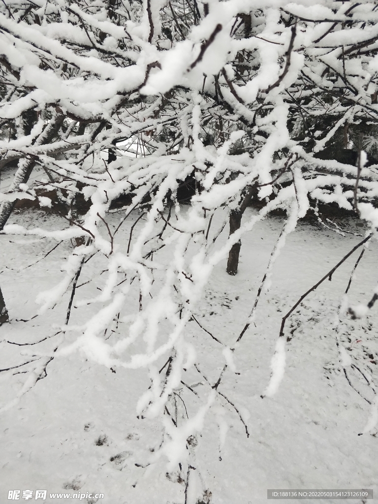 雪压树枝