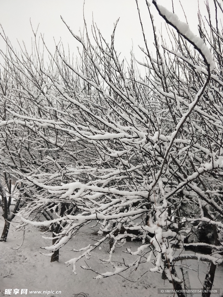 雪压树枝