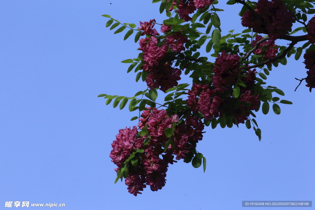 紫槐花 