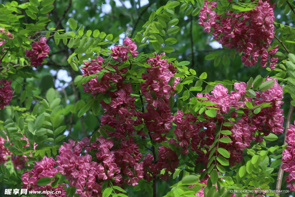 紫槐花