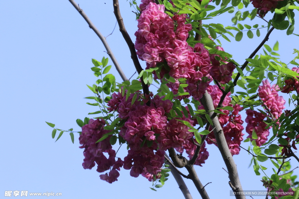 紫槐花