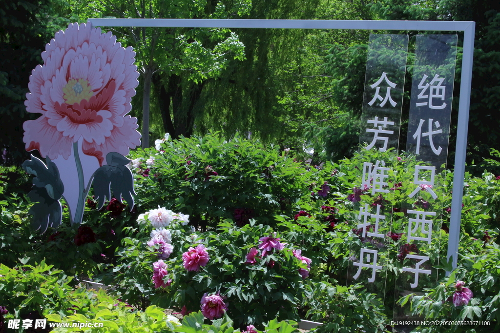 牡丹花 