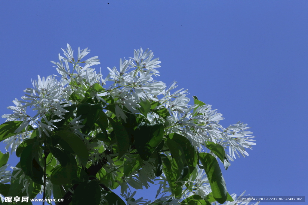 流苏树花