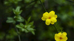 黄花