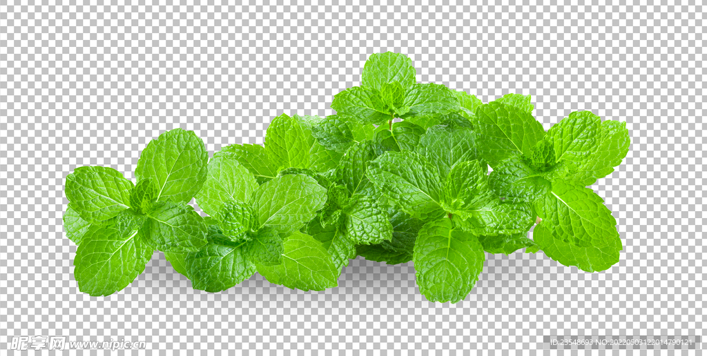 免扣薄荷