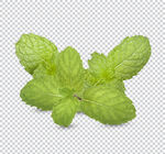 免扣薄荷