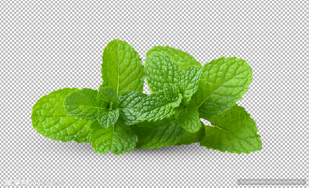 免扣薄荷