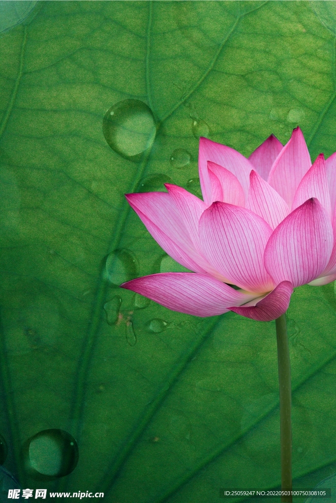 二十四节气 夏