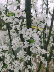 李子花