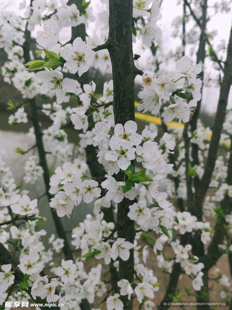 李子花