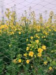 油菜花